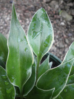 /album/fotogalerie-nabidka/hosta-dixie-chick-listy-jpg/